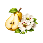 Pear blossom