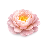 Peony