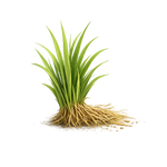 vetiver