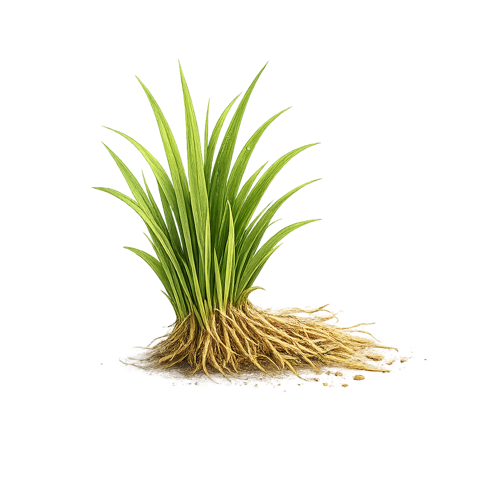 Haitian Vetiver sourced from Les Cayes, Haiti for Rhama Perfumes
