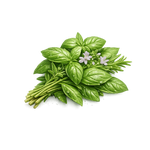 Basil