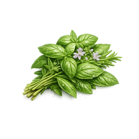 Basil