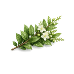 Myrtle