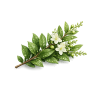 Myrtle