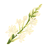 Tuberose