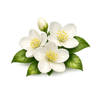 jasmine