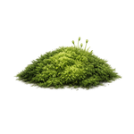 moss