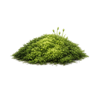 moss