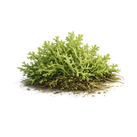 Oakmoss