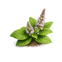 patchouli