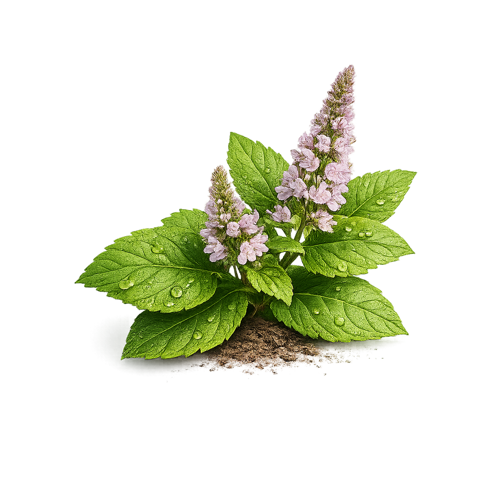 Sumatran Patchouli sourced from Sumatra, Indonesia for Rhama Perfumes