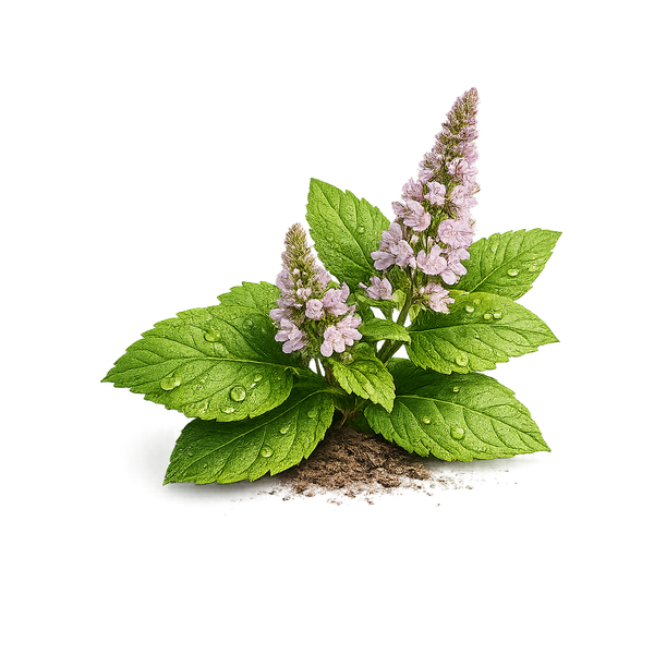 Sumatran Patchouli