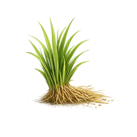 vetiver