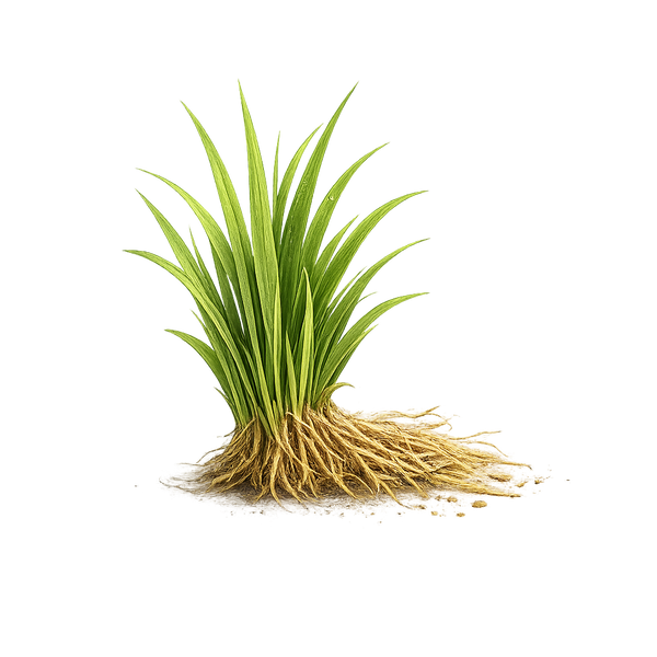 Haitian Vetiver